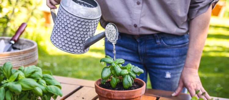 A man watering plants.