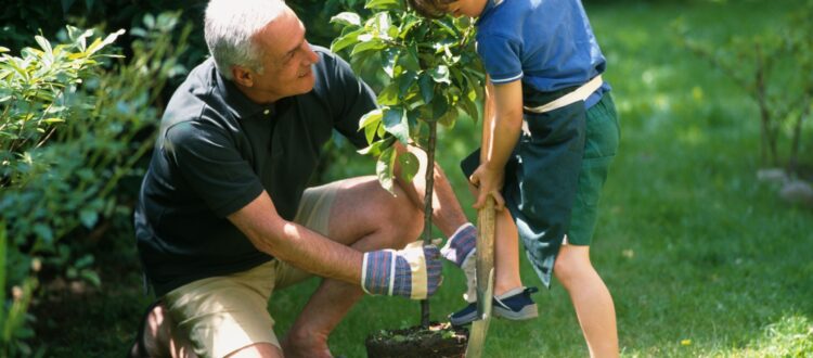 A grandfather and grandson replant a tree in the garden together