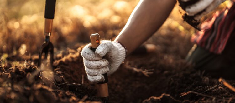 Person using a small spade to dig a hole to plant trees
